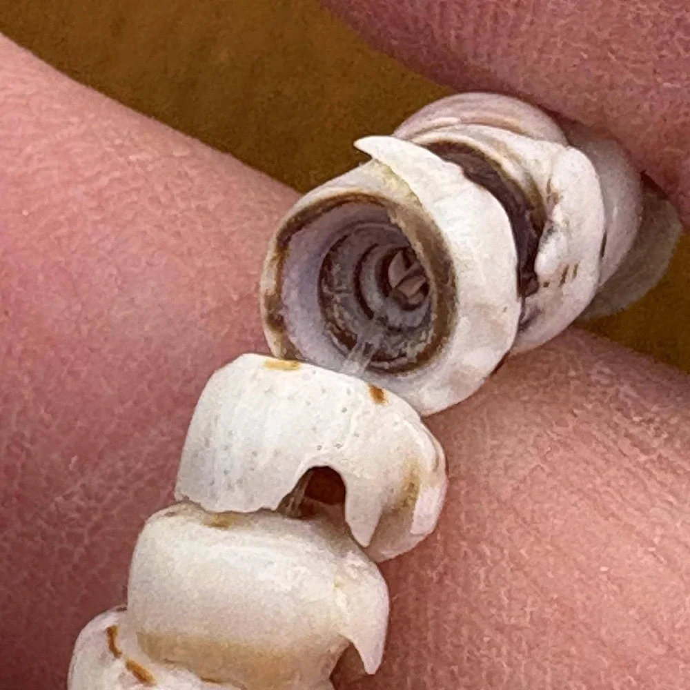 Authentic Hawaiian Puka Shell Necklace Tiger Cone Shells Hawaii Surfer 18